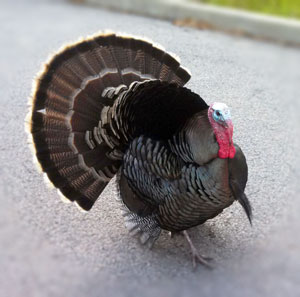 turkeys in JOINN Innovation Park