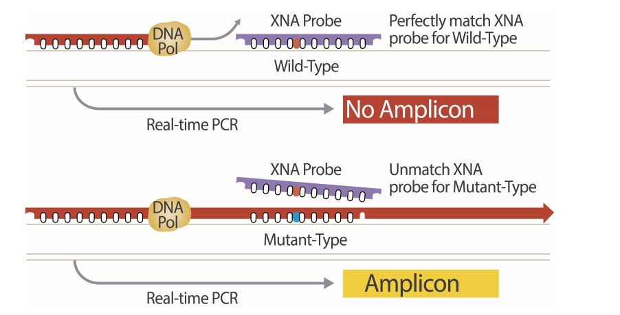 The QClamp technology enable the precision of early stage cancer diagnostics
